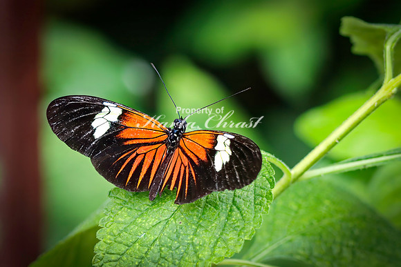 Crimson Patch Longwing 6 - August 15, 2024