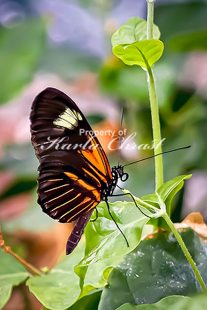 Crimson Patch Longwing 7 - August 15, 2024