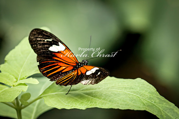 Crimson Patch Longwing 8 - August 15, 2024