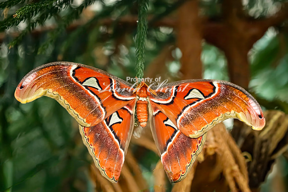 Atlas Moth 1 - August 15, 2024