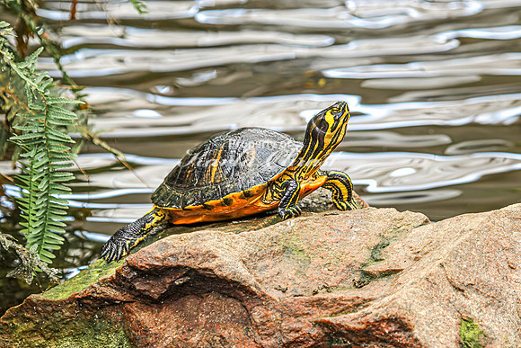 Painted Turtle 22 - August 15, 2024