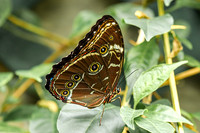 Blue Morpho Butterfly 3 - August 15, 2024