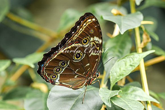 Blue Morpho Butterfly 3 - August 15, 2024