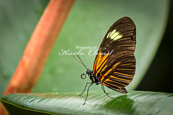 Crimson Patch Longwing 9 - August 15, 2024