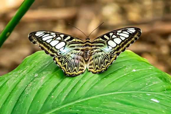 Clipper Butterfly 1 - August 15, 2024