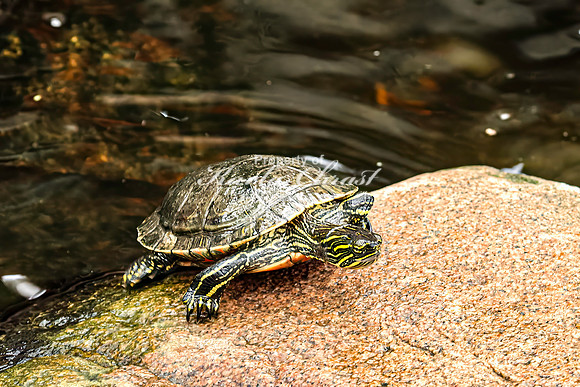 Painted Turtle 23 - August 15, 2024