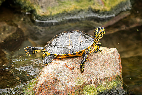Painted Turtle 24 - August 15, 2024
