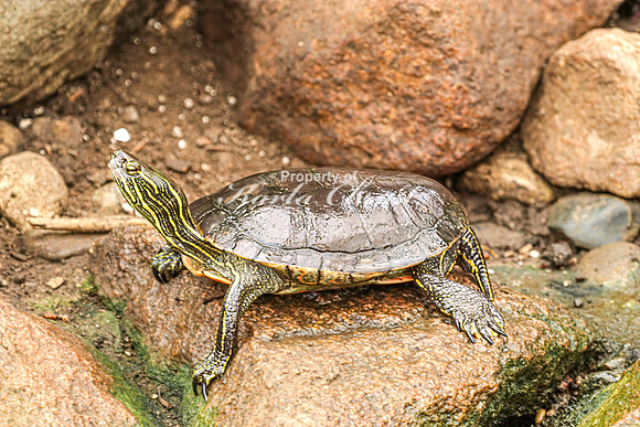 Painted Turtle 25 - August 15, 2024