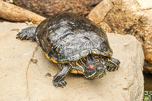 Red-bellied Slider 1 - August 15, 2024