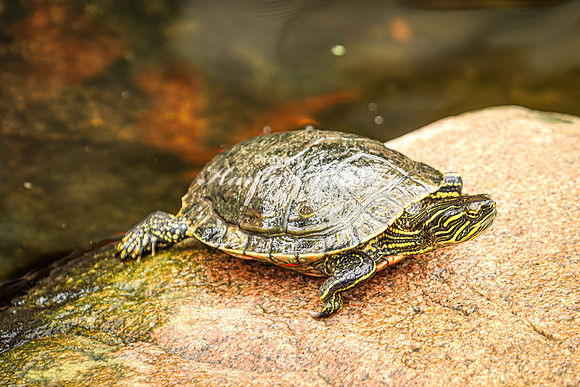 Painted Turtle 26 - August 15, 2024