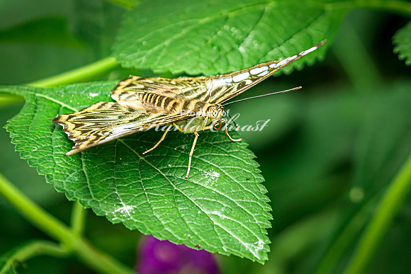 Clipper Butterfly 2 - August 15, 2024