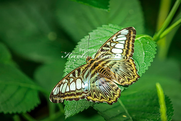 Clipper Butterfly 3 - August 15, 2024