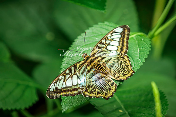 Clipper Butterfly 4 - August 15, 2024