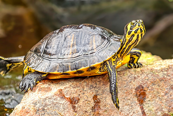 Yellow-bellied Slider 1 - August 15, 2024