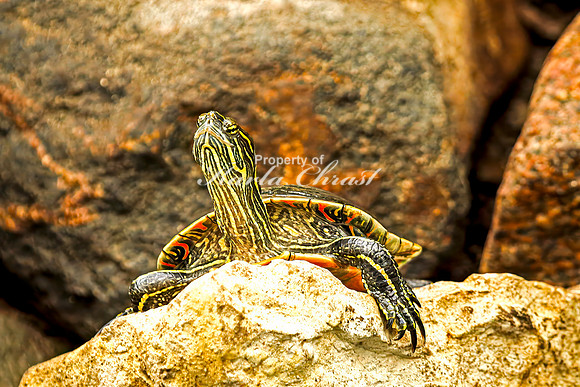 Painted Turtle 27 - August 15, 2024
