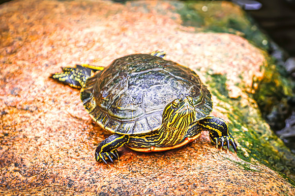 Painted Turtle 28 - August 15, 2024