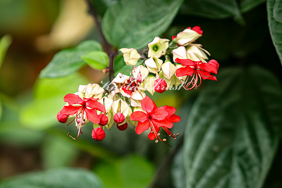 Bleeding Heart Vine- August 15, 2024