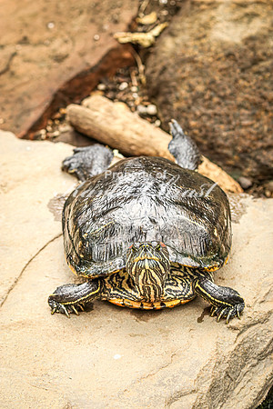 Red-bellied Slider 2 - August 15, 2024