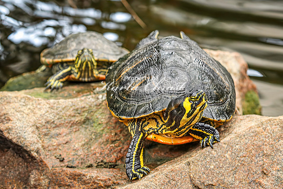Yellow-bellied Slider 2 - August 15, 2024