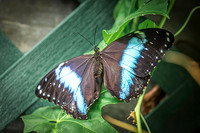 Blue Banded Morpho 1 - August 15, 2024