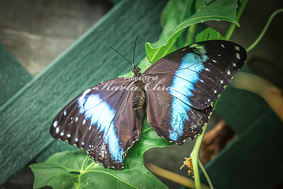 Blue Banded Morpho 1 - August 15, 2024