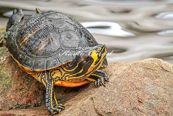 Yellow-bellied Slider 3 - August 15, 2024