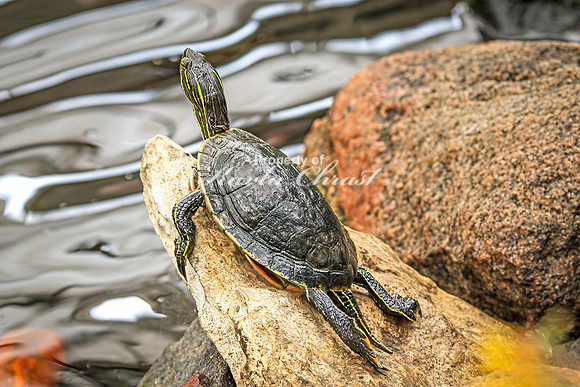 Painted Turtle 29 - August 15, 2024