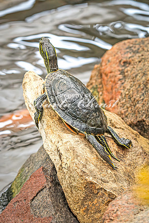 Painted Turtle 30 - August 15, 2024
