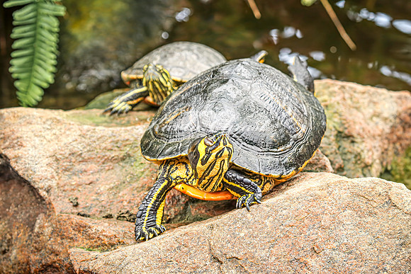 Yellow-bellied Slider 4 - August 15, 2024