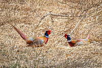 Ring-necked Pheasant, Male 22 - April 11, 2025 - Sioux Poinsett Game Production Area