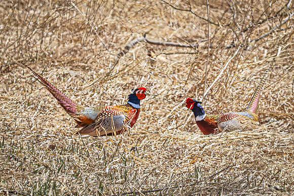 Ring-necked Pheasant, Male 22 - April 11, 2025 - Sioux Poinsett Game Production Area