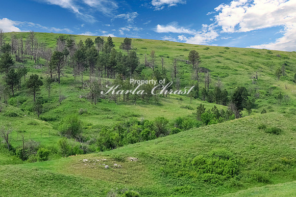 Custer State Park 78 - June 12, 2023