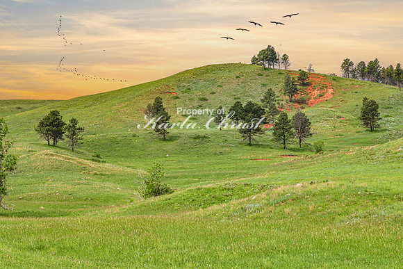 Custer State Park 76 - June 12, 2023