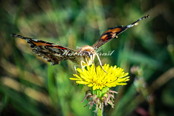 Painted Lady 16 - September 1, 2023 Oakwood Lakes State Park South Dakota