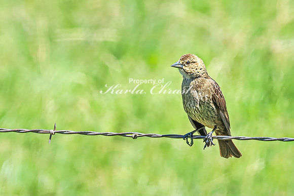 Brown-headed Cowbird 1 - June 5, 2024 Wyoming