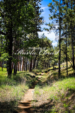 Devils Tower National Monument Joyner Ridge Trai 8l- June 4, 2024