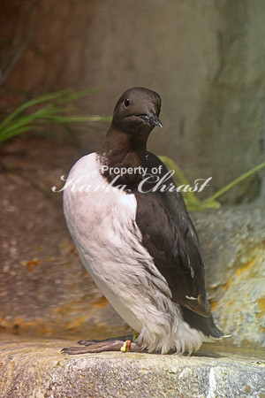 Common Murre 2 - September 11, 2015