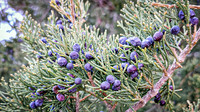 Cedar Berries - April 25, 2025 Lake Louise State Park South Dakota