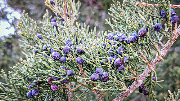 Cedar Berries - April 25, 2025 Lake Louise State Park South Dakota