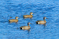 Blue-winged Teal 10 - April 25, 2025 Lund Waterfowl Production Area