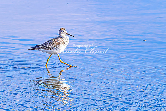 Greater Yellowlegs 33 - April 25, 2025 - Lund Waterfowl Production Area
