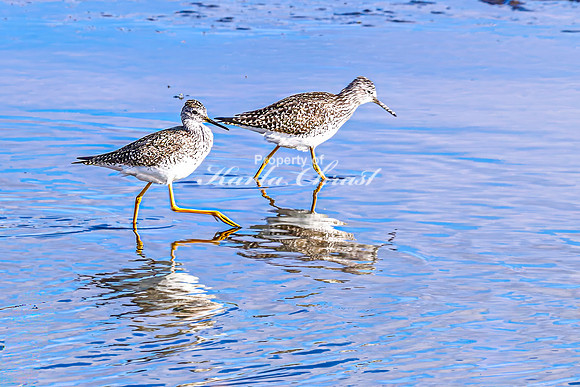 Greater Yellowlegs 31 - April 25, 2025 - Lund Waterfowl Production Area