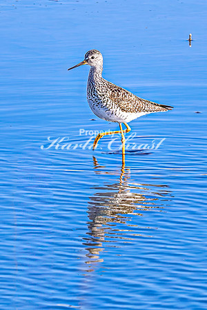 Greater Yellowlegs 32 - April 25, 2025 - Lund Waterfowl Production Area