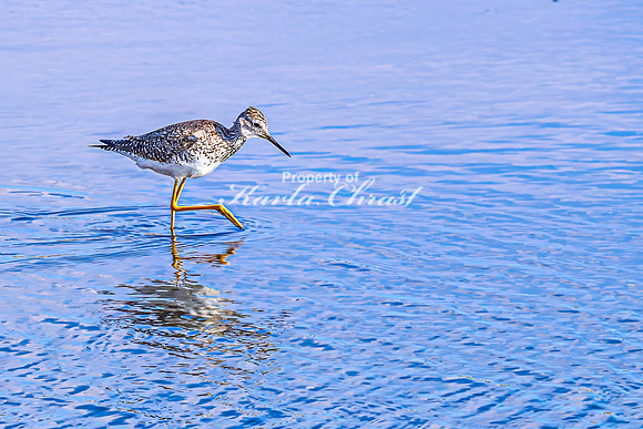 Greater Yellowlegs 34 - April 25, 2025 - Lund Waterfowl Production Area