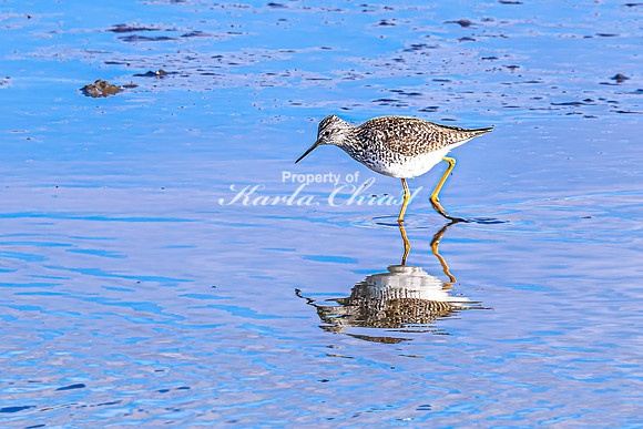 Greater Yellowlegs 35 - April 25, 2025 - Lund Waterfowl Production Area