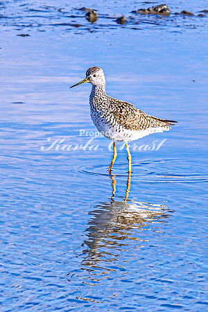 Greater Yellowlegs 36 - April 25, 2025 - Lund Waterfowl Production Area