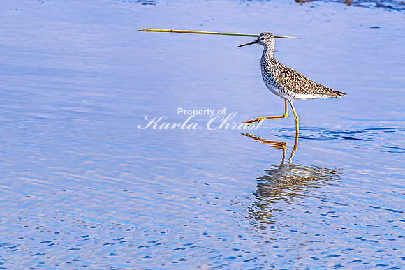 Greater Yellowlegs 37 - April 25, 2025 - Lund Waterfowl Production Area