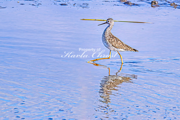 Greater Yellowlegs 38 - April 25, 2025 - Lund Waterfowl Production Area