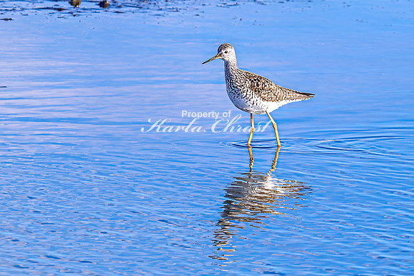 Greater Yellowlegs 39 - April 25, 2025 - Lund Waterfowl Production Area
