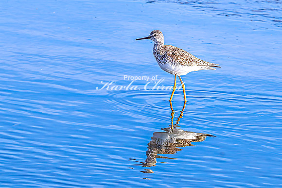 Greater Yellowlegs 40 - April 25, 2025 - Lund Waterfowl Production Area